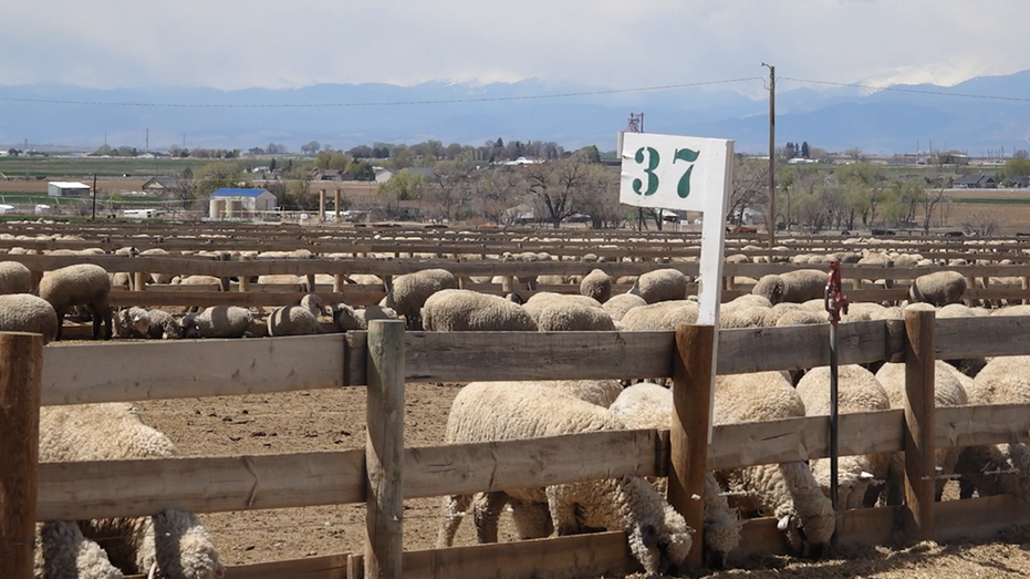 American wool industry takes a hit